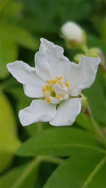 Choisya Ternata Sundance is also known as Sundance Mexican Orange Blossom, pretty fragrant white flowers on lime green foliage - buy UK.