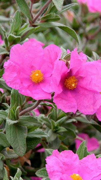 Cistus Pulverulentus Sunset. Rock Rose Sunset buy UK delivery.