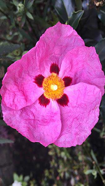 Cistus Purpureus or Purple Flowered Rock Rose for sale online with UK and Ireland delivery.