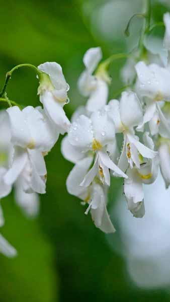 Cladrastis Kentukea Kentucky Yellow Wood Ornamental Tree