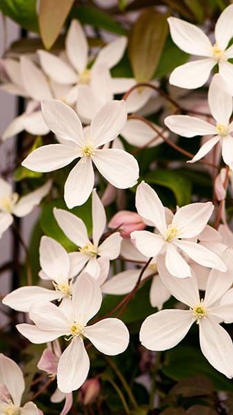 Clematis Armandii Apple Blossom 60-80 cm potted