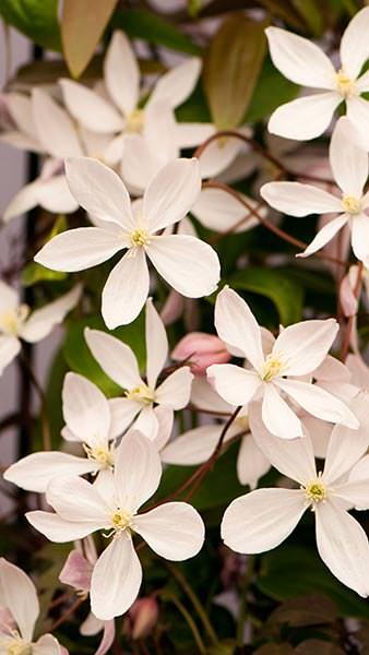 Clematis Armandii Apple Blossom