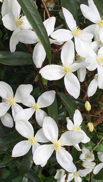 Clematis Armandii Evergreen Clematis Climber Buy Online Uk