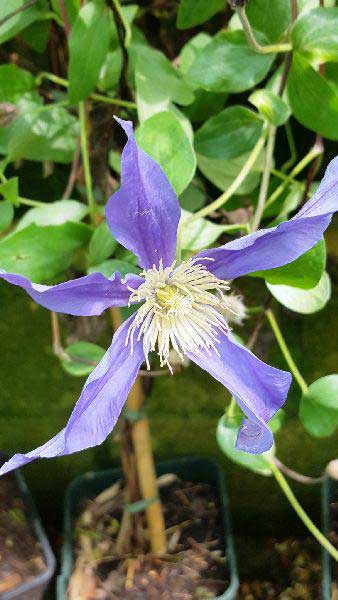 Clematis Fukuzono, Buy Clematis online at our London plant centre UK