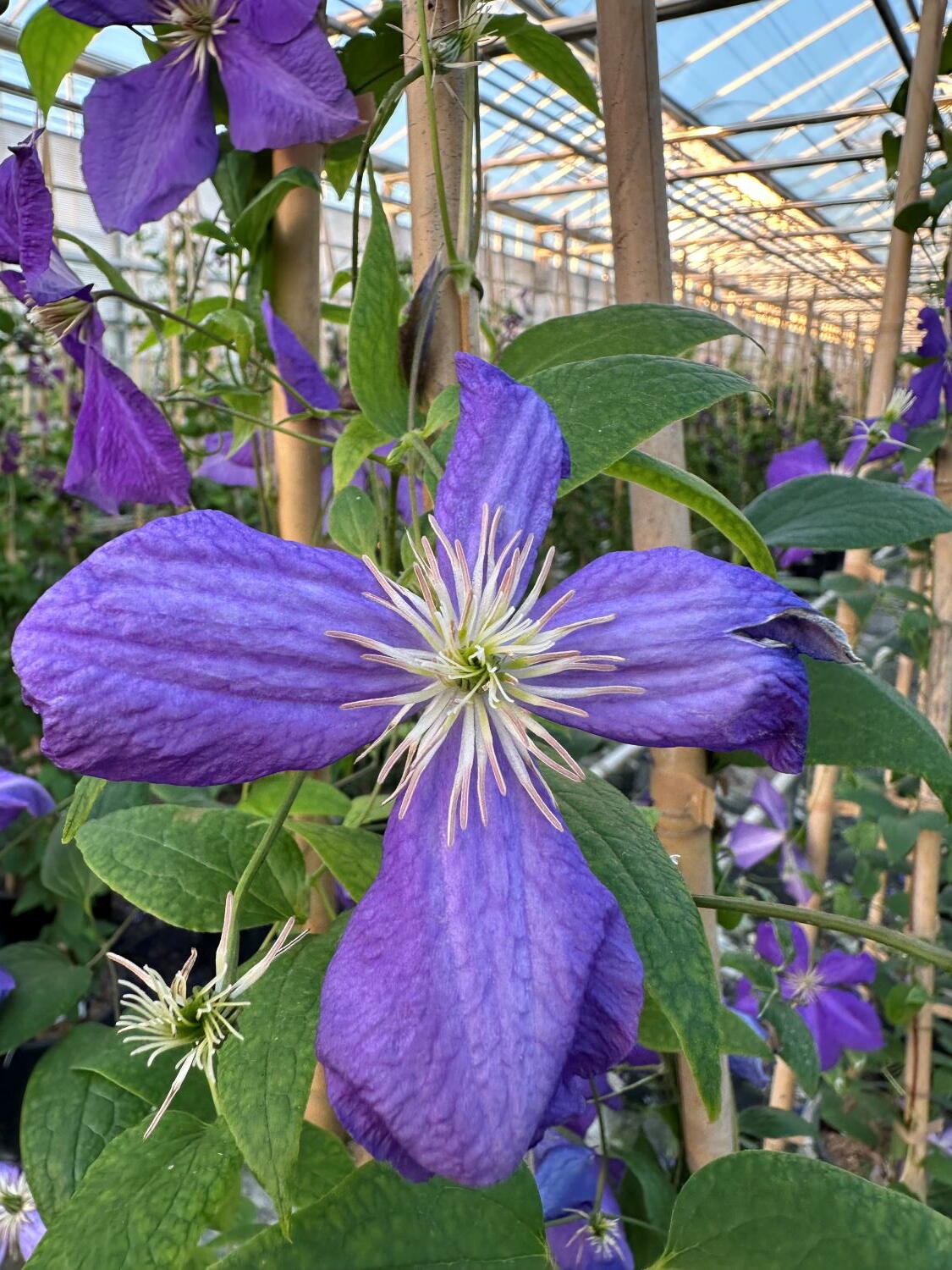 Climtis Clematis Jackmanii Know Your