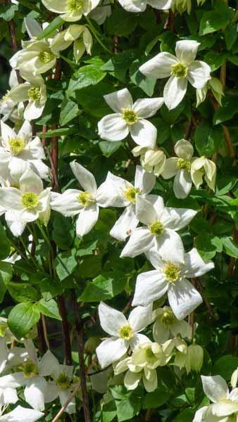 Clematis Montana Grandiflora Clematis Grandiflora Climber