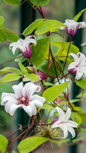 Clematis Princess Kate is a fabulous new variety of Clematis with profuse white, star shaped flowers with purple centre and underside, buy UK.