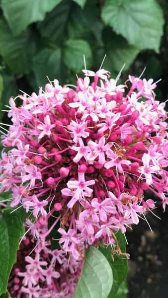 Clerodendrum Bungei also known as Glory Flower a beautiful fragrant, pink flowering shrub in our shrubs collection, for sale online UK delivery.