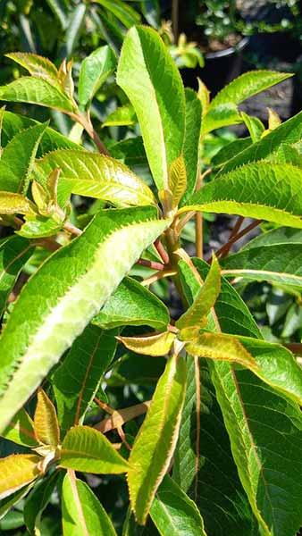 Clethra Barbinervis Great Star White Alder