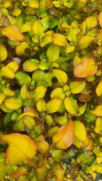 Coprosma Repens Pina Colada or Looking Glass Plant