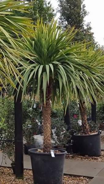 Cordyline Australis, hardy palms, palm tree specialists, Paramount Plants and Gardens,  Palm Trees London