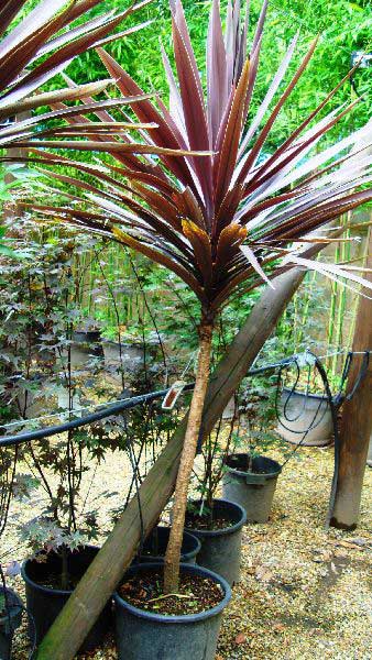 Purple New Zealand Cabbage Palm for sale at Hardy palm specialist nursery Paramount Plants, UK. We also sell online. 