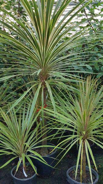 Cordyline Variegated, Buy Plants Online, UK