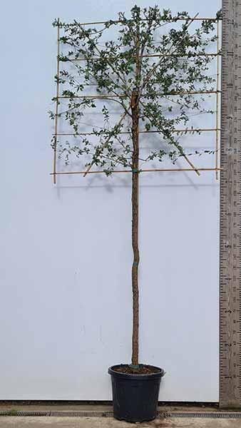 Pleached Cork Oak Quercus Suber Tree