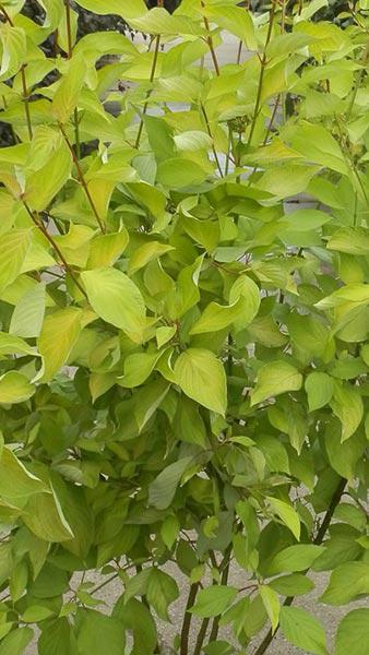 Cornus Alba Aurea, red barked dogwood with small white bracts on lovely bright green foliage, part of our large collection of Cornus varieties to buy UK.