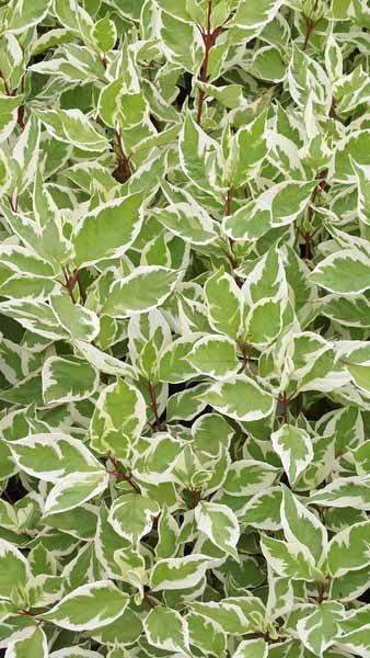 Cornus Alba Ivory Halo Variegated Dogwood