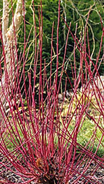 Cornus Alba Miracle Red-Barked Dogwood Miracle for Sale UK