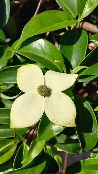 Cornus Angustata Empress of China Flowering Dogwood