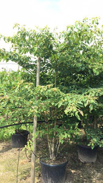 Cornus Controversa Pagoda tree, white flowering, graceful tree to buy UK delivery.