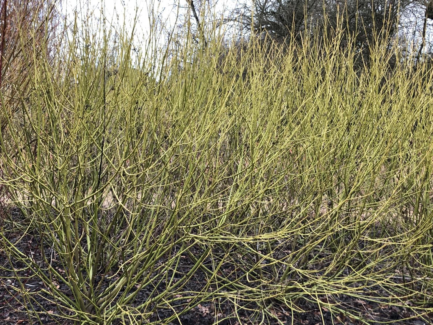 Dogwood Golden