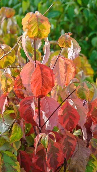 Cornus Florida Rainbow - American Dogwood. Blooms in late spring with flowers surrounded by four stunning white bracts. 