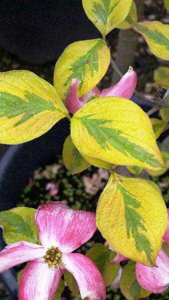 Cornus Florida Sunset (Flowering Dogwood), UK