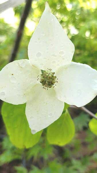 Cornus Kousa China Girl - summer flowering ornamental tree