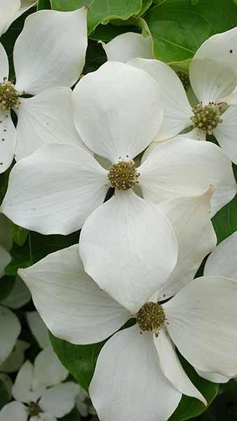 Cornus Kousa Chinensis white bracts flowering in early Summer, buy online with UK delivery from our London plant centre.