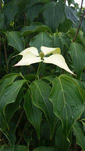 Cornus Kousa Milky Way, Chinese Dogwood Tree for sale at our London plant centre, buy online UK delivery