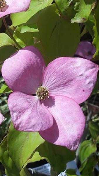 Cornus Kousa Miss Satomi tree, producing pink flowering bracts in June buy online with UK and Scotland delivery available.