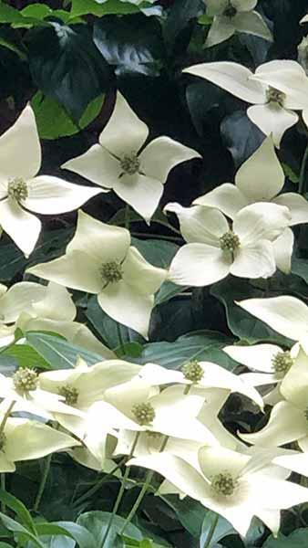 Cornus Kousa Roberts Selectie Chinese Dogwood