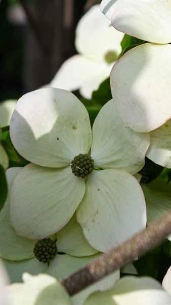 Cornus Kousa Teutonia Chinese Dogwood Ornamental Tree