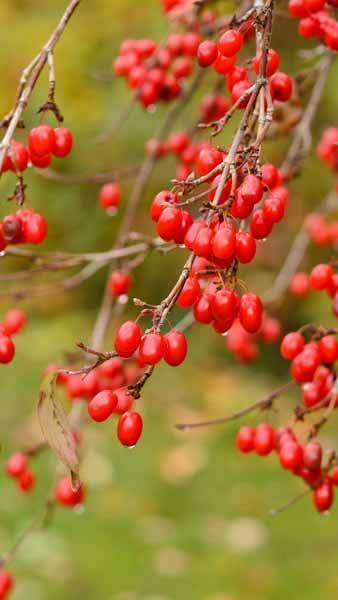 Cornus Officinalis Robin’s Pride or Japanese Cornelian Cherry with fabulous colour early in the year that will really brighten your garden, buy online UK.