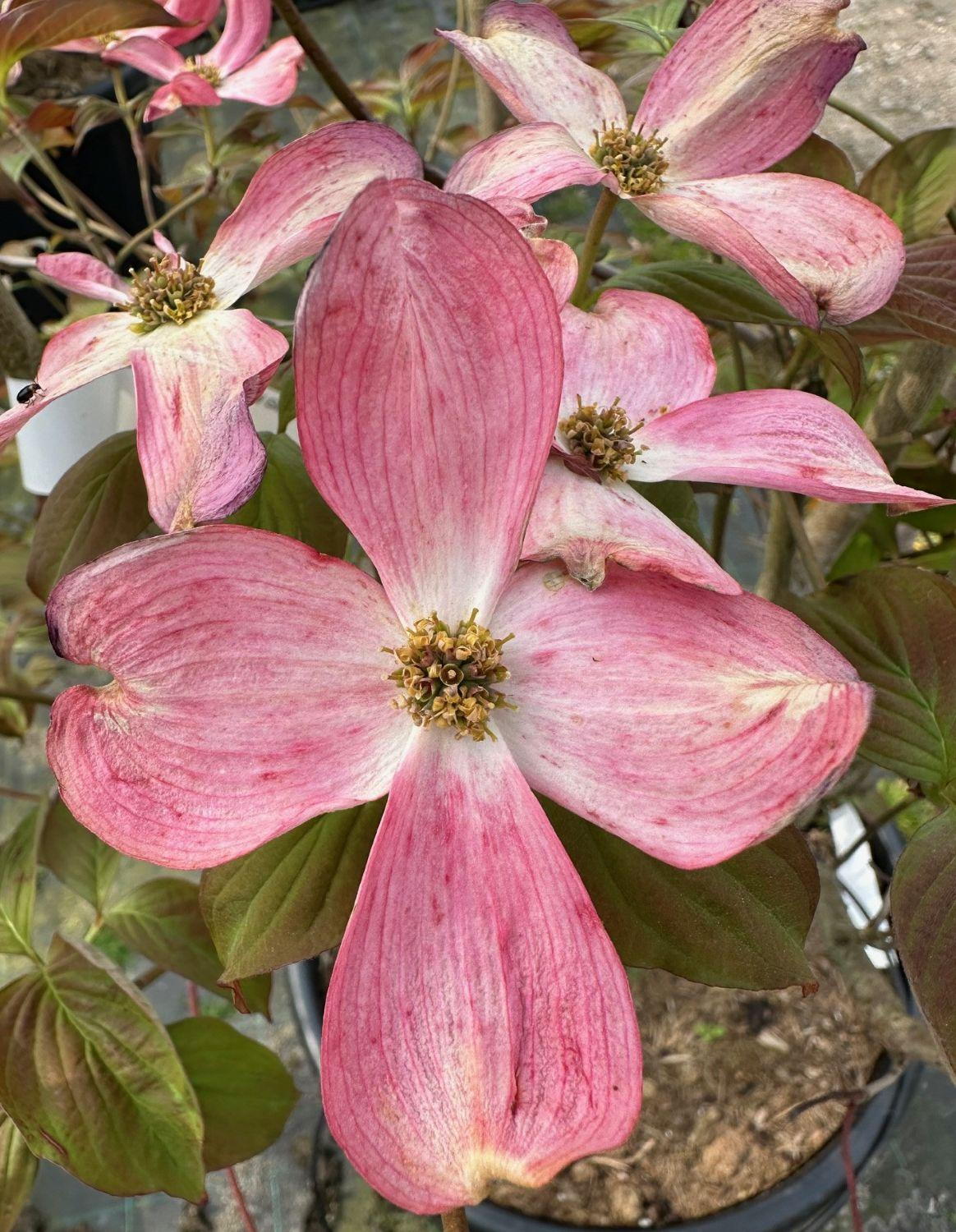 Cornus Florida Rubra Red Giant Flowering Dogwood Red Giant