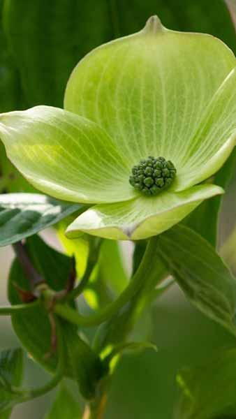 Cornus Rutgersensis Aurora Flowering Dogwood