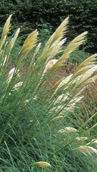 Cortaderia Selloana Rosea Pink Pampas Grass Ornamental Grass for sale online UK delivery.