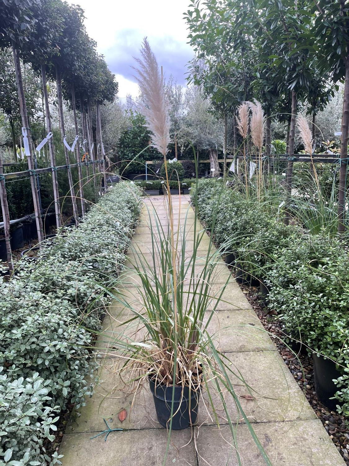 Cortaderia Selloana Evita Pampas Grass Evergreen Grass UK cortaderia-selloana-evita-pampas-grass-evergreen-grass-uk