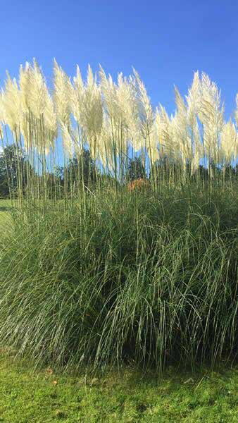 Cortaderia Selloana Pampas grass growing in an English garden