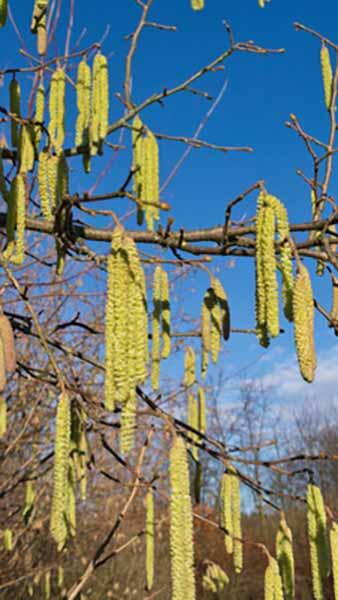 Corylus Avellana Common Hazel Tree, quality trees for sale UK delivery