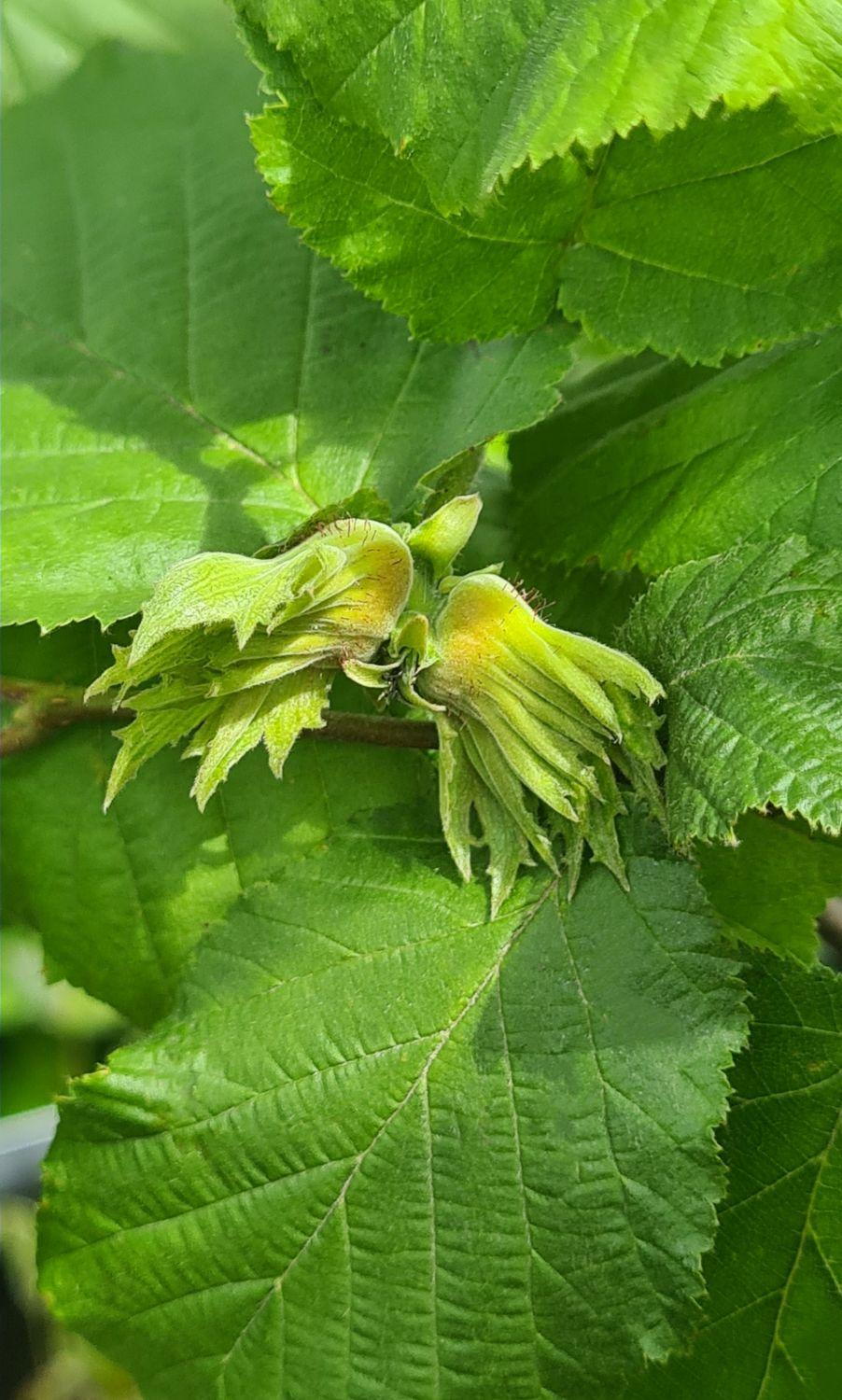 Hallesche Riesen Corylus Hallesche Riesen Hazelnut Hallesche Reisen Tree