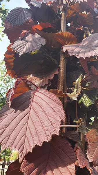 Corylus Avellana Maxima Purpurea, buy online UK delivery