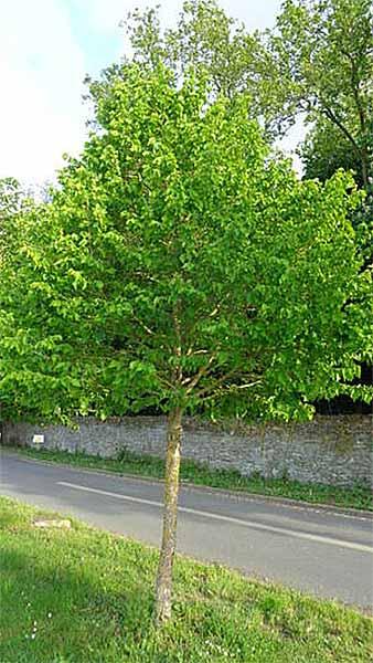 Corylus Colurna - Turkish Hazel or Turkish Filbert, the largest of the Hazel trees, will grow in most soils, beautiful sturdy trunk and pyramidal crown, buy UK.