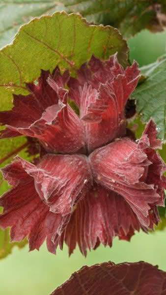 Corylus Rode Zellernoot, Hazelnut tree from our nut tree collection for sale from our London garden centre, UK delivery.