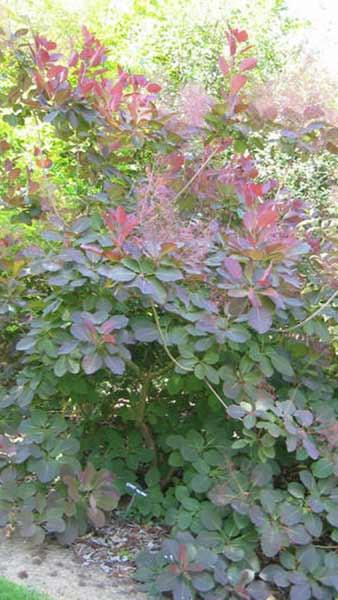 Cotinus Coggygria or Venetian Sumach or Smoke Tree for Sale Online