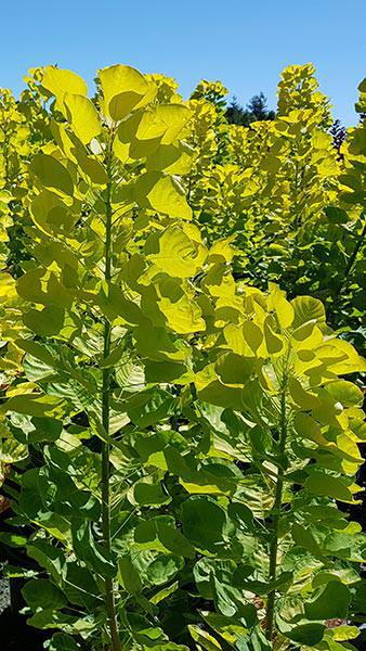 Cotinus Coggygria Golden Spirit Smoke Bush, favoured for its golden yellow spring-summer foliage and stunning autumn colour.