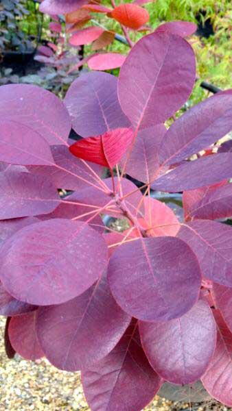 cotinus coggygria 