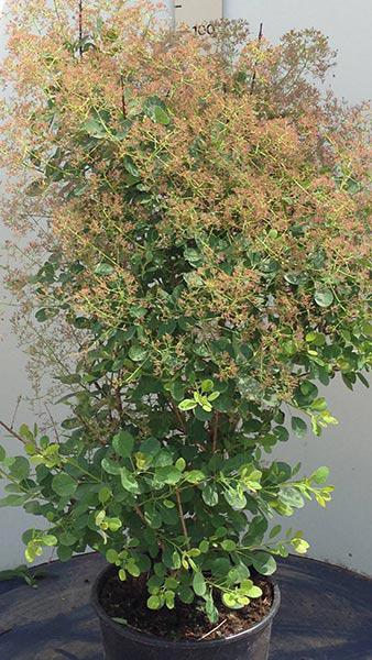 Unusual variety of Cotinus Coggyria - Young Lady with variegated leaves and yellow flowers, good stocks for sale online with UK delivery.