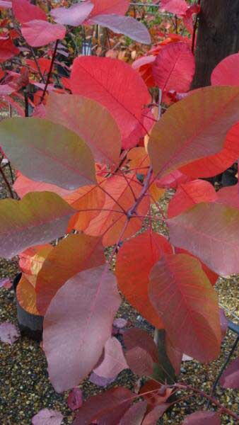 Cotinus Grace or Smoke Bush - Paramount Plants and Gardens. 