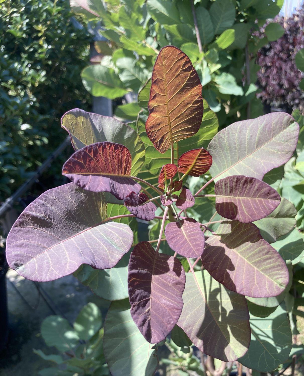 Smoke Bush