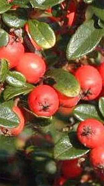Cotoneaster Suecicus Coral Beauty - decorative ground cover evergreen